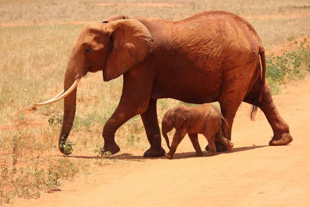 elephant-cub-tsavo-kenya-66898